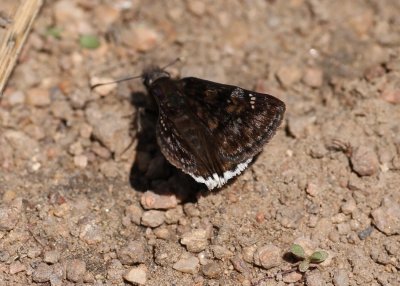 Pacuvius Duskywing
