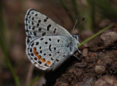 Dotted Blue