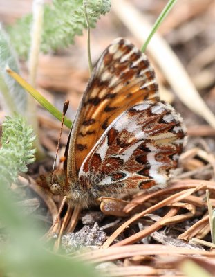 Freija Fritillary