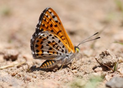 Nais Metalmark