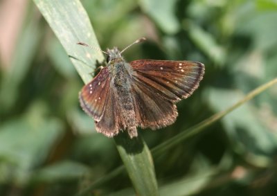 Russet Skipperling