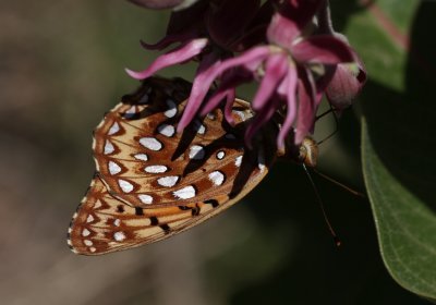 Aphrodite Fritillary