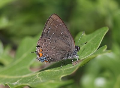 Banded Hairstreak