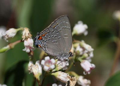 Banded Hairstreak