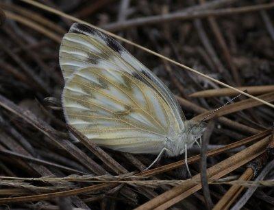 Western White