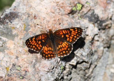 Northern Checkerspot