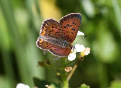 Purplish Copper