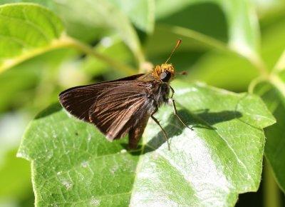 Dun Skipper