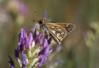 Green Skipper