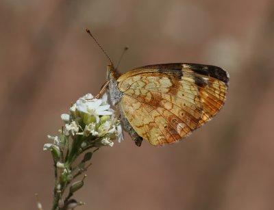 Pearl Crescent