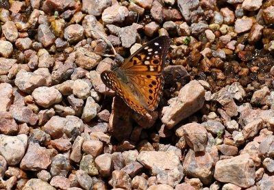 Hackberry Emperor