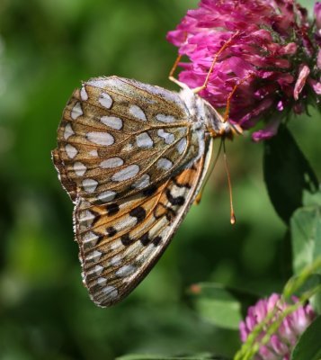 Callippe Fritillary