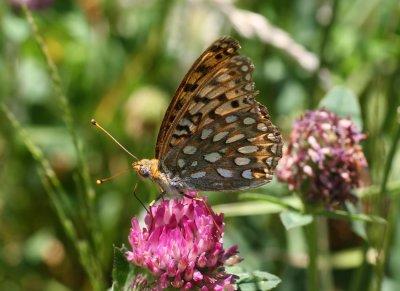 Callippe Fritillary