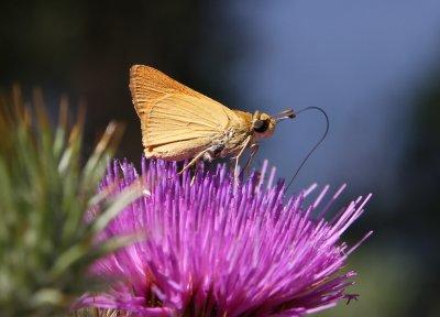 Delaware Skipper