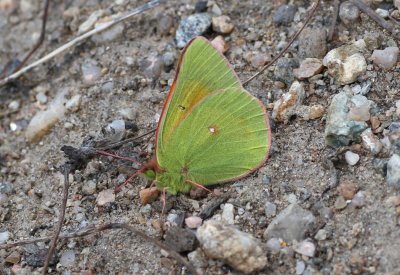 Mead's Sulphur