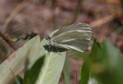 Mustard White