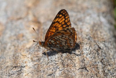 Rockslide Checkerspot