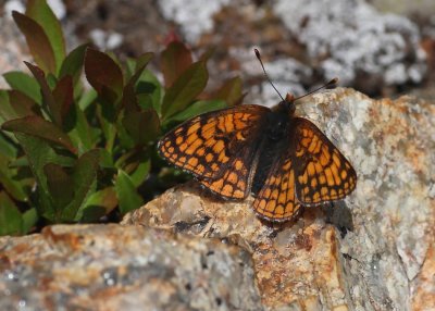 Rockslide Checkerspot