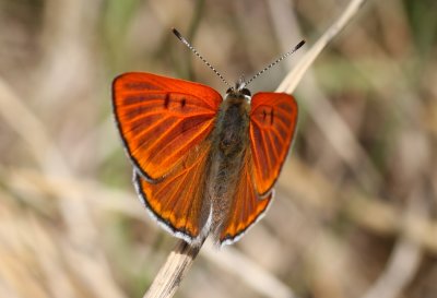 Ruddy Copper