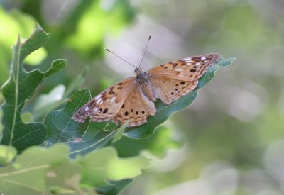Hackberry Emperor