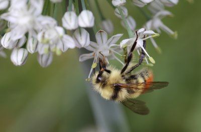 bee