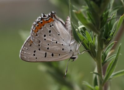 Gray Copper