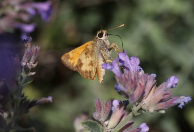 Taxiles Skipper