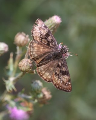 Horrace's Duskywing