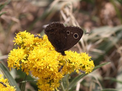 Small Wood Nymph