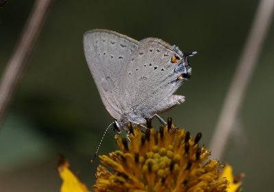 Sylvan Hairstreak