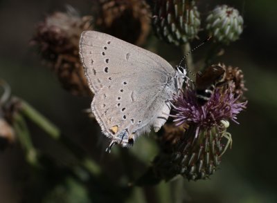 Sylvan Hairstreak