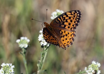 Hesperis Fritillary