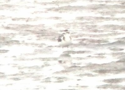 Little Gull