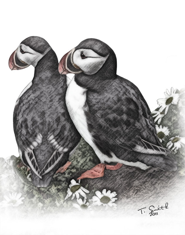 Puffins