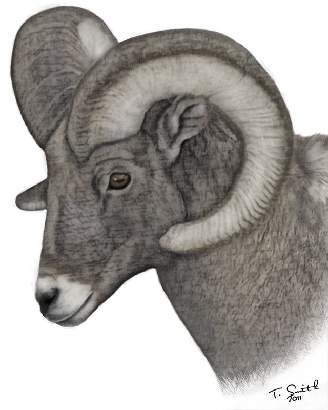 Big Horn Ram