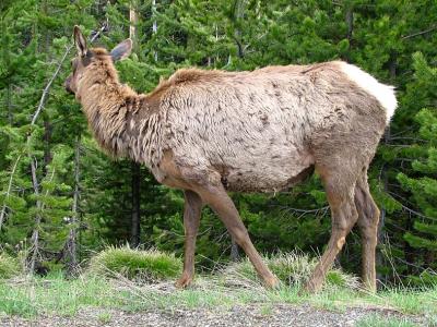 IMG_0081_elk_nozoom.jpg
