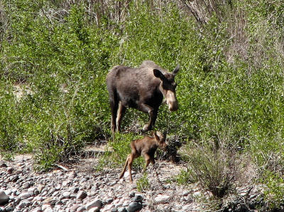 IMG_0141_moose&calf.jpg