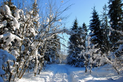 BESKID WYSPOWY - LUBON WIELKI