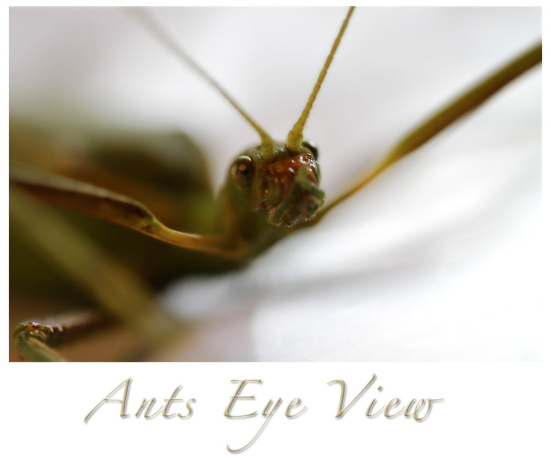 Ants Eye View