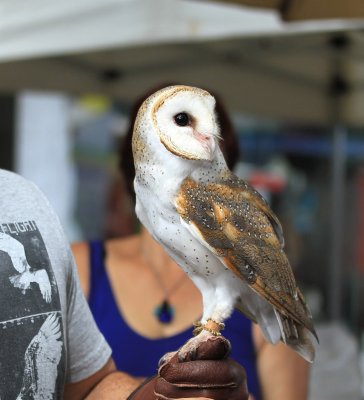Barn Owl Tyto Alba