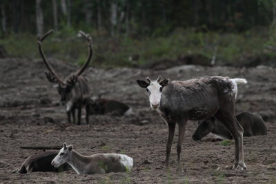 deer