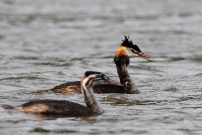 Great Crested Grebes