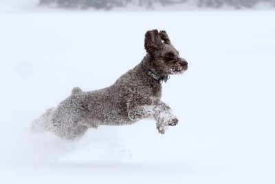 Spanish Water dog