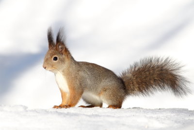Red Squirrel