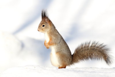 Red Squirrels