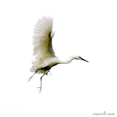 Snowy egret