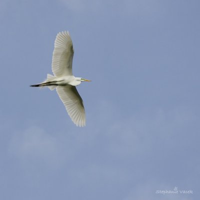 Great egret