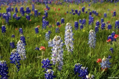 Colorful bluebonnets