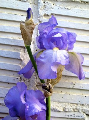 Wall flower