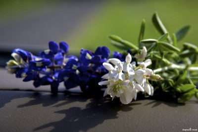 Blue and white
